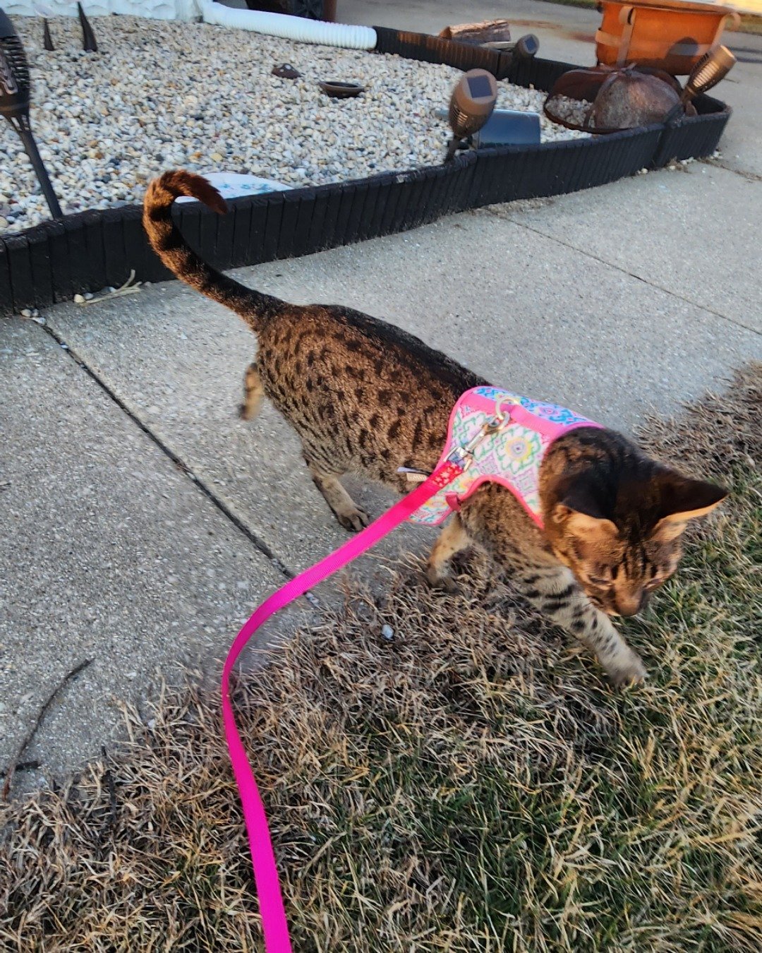 Mona the Savannah. Accessories, Strap, Grass, Plant, Path, Rock