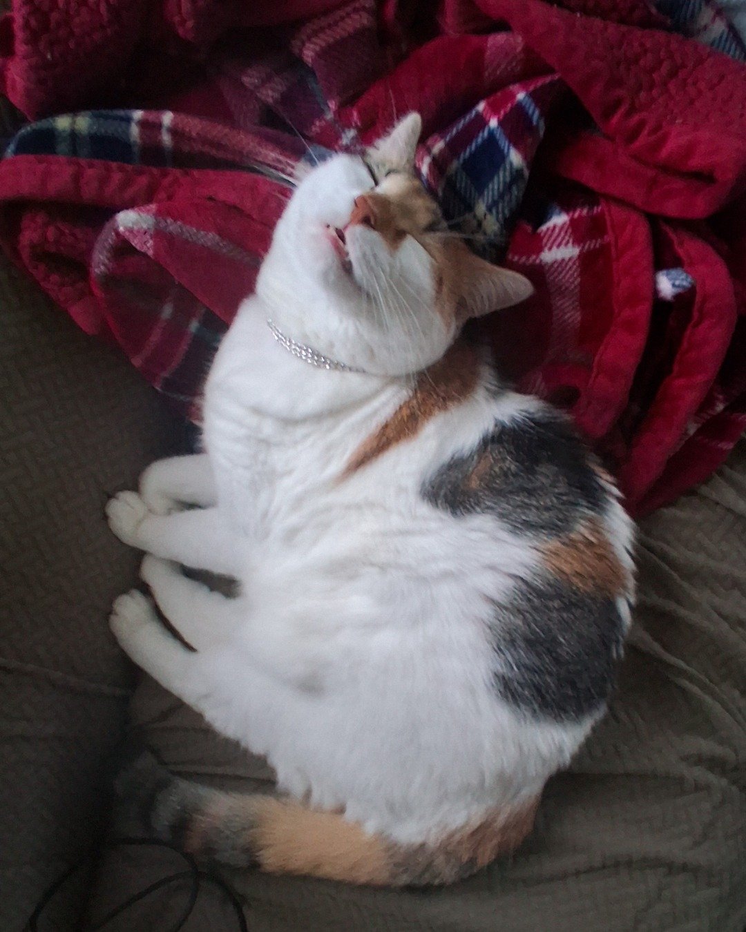 Callie the Calico maincoon. Person, Sleeping, Couch, Furniture, Cushion, Home Decor