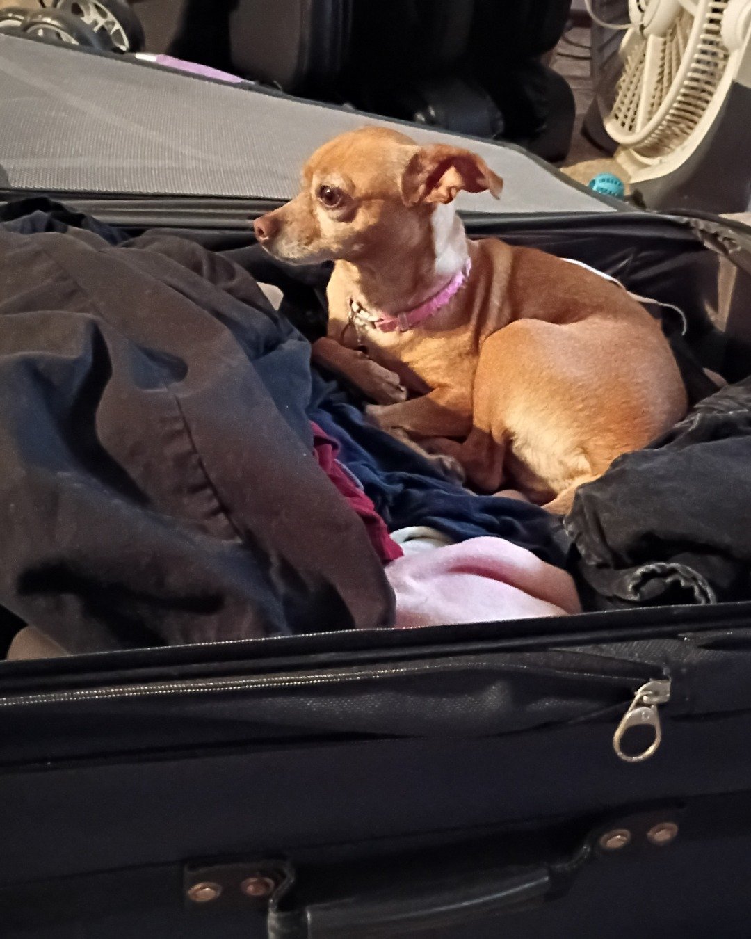 Freya Goddess the deer head Chihuahua. Baggage, Dog, Suitcase