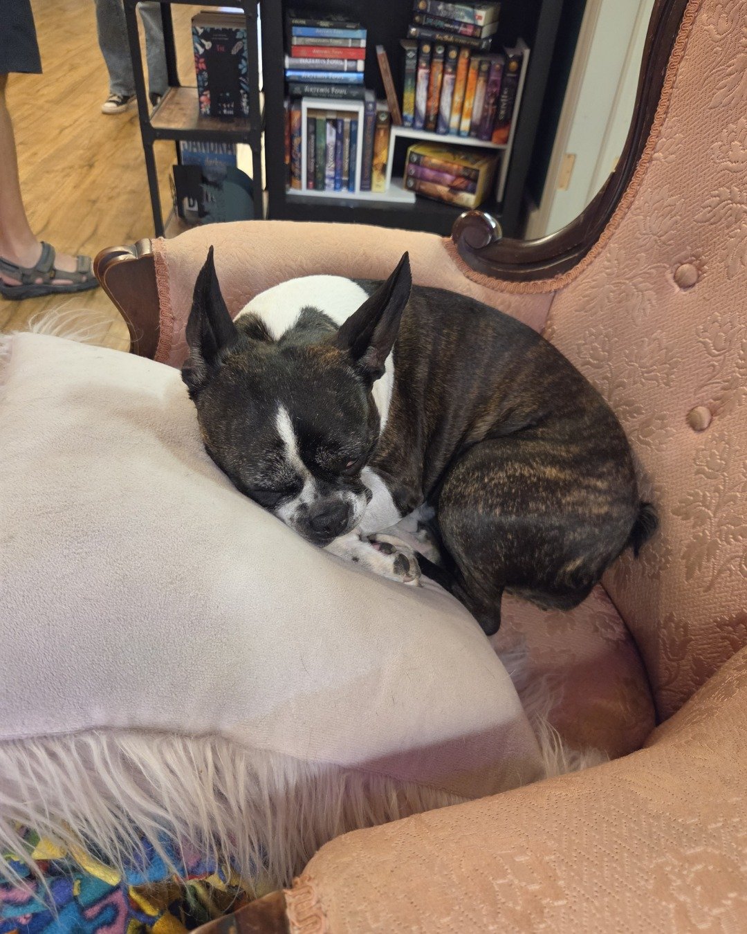 Betsy — Couch, Furniture, Dog, Person, Clothing, Footwear