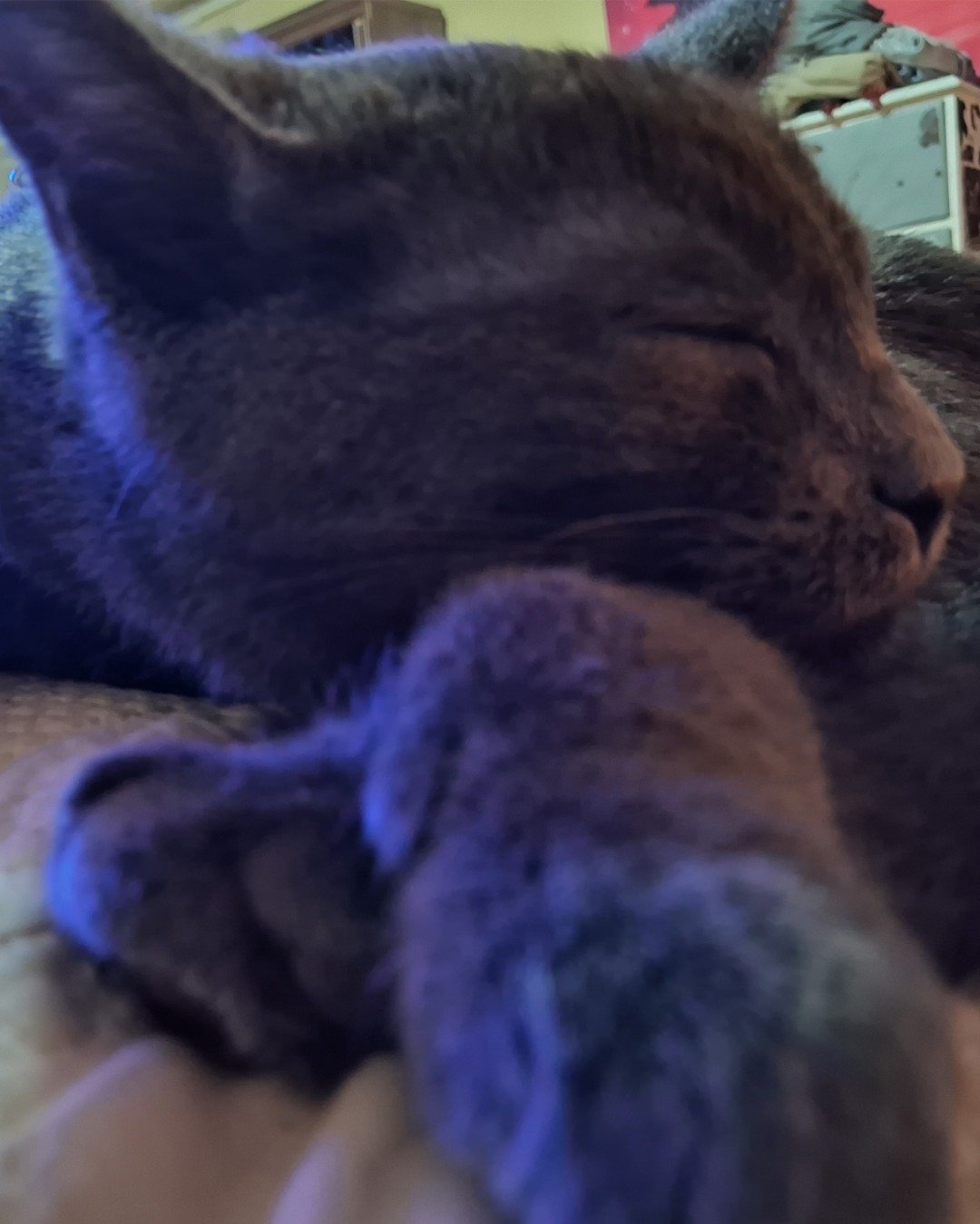Biscuits the Russian blue. Person, Sleeping, Cat, Kitten