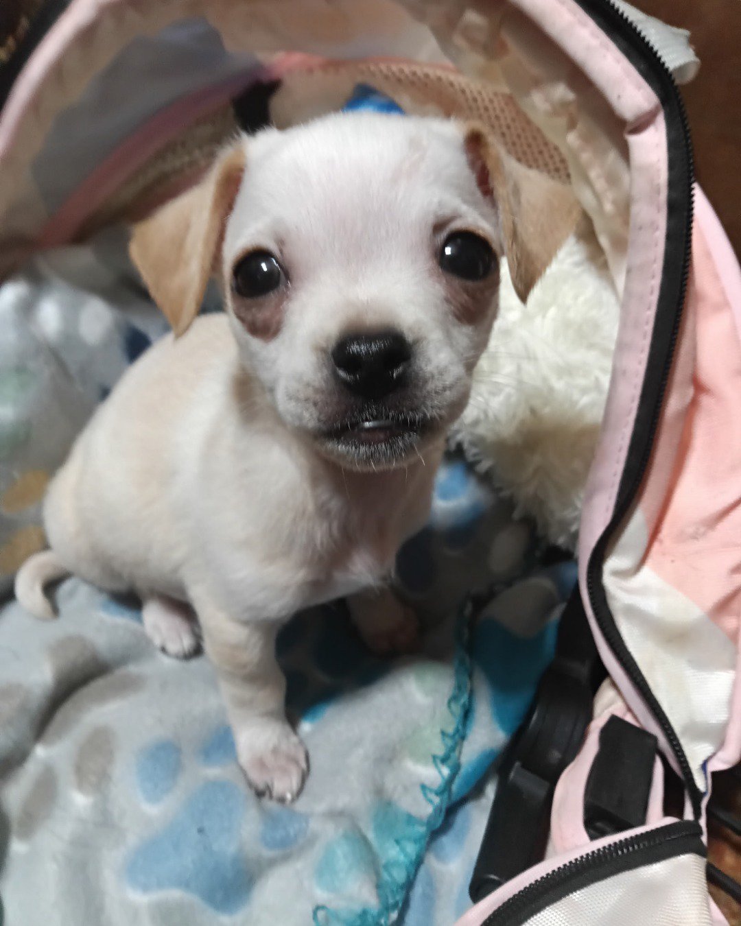 aveil and Neriah the pugzu. Dog, Puppy, Chihuahua