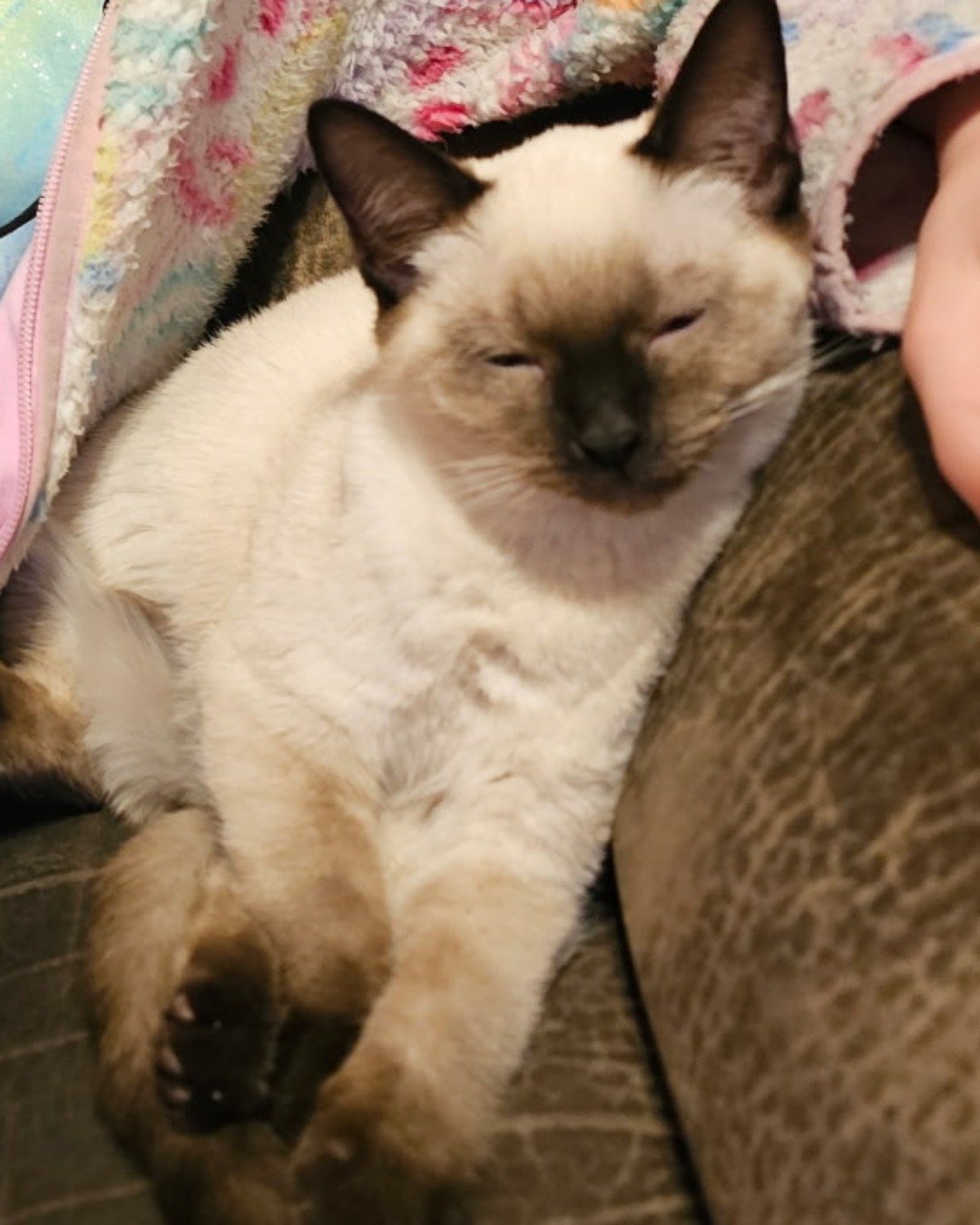 Luna🌙💫 (twin of Stella) the Siamese. Cat, Siamese
