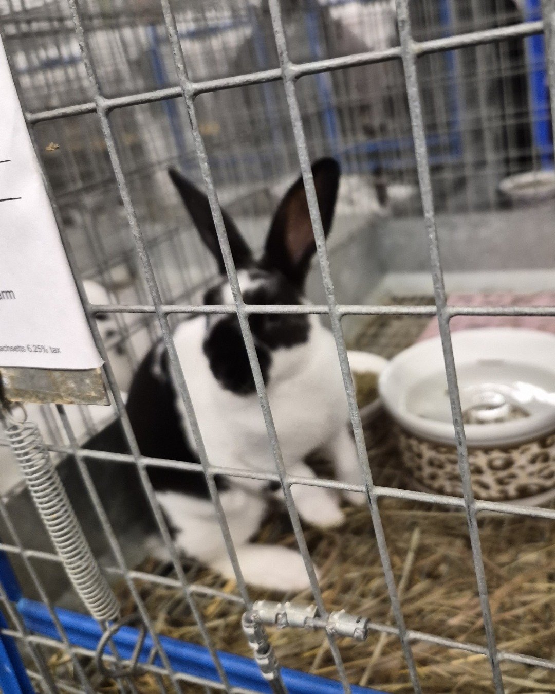 All my other pets (or animals at fairs). Rabbit