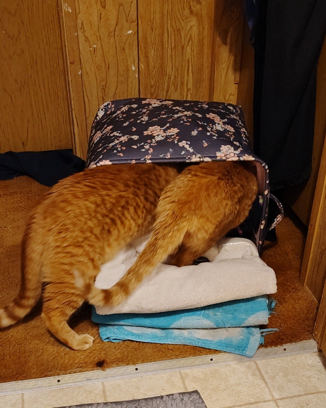 The Ginger Bros the Ginger. Hardwood, Wood, Cat, Indoors, Interior Design, Stained Wood