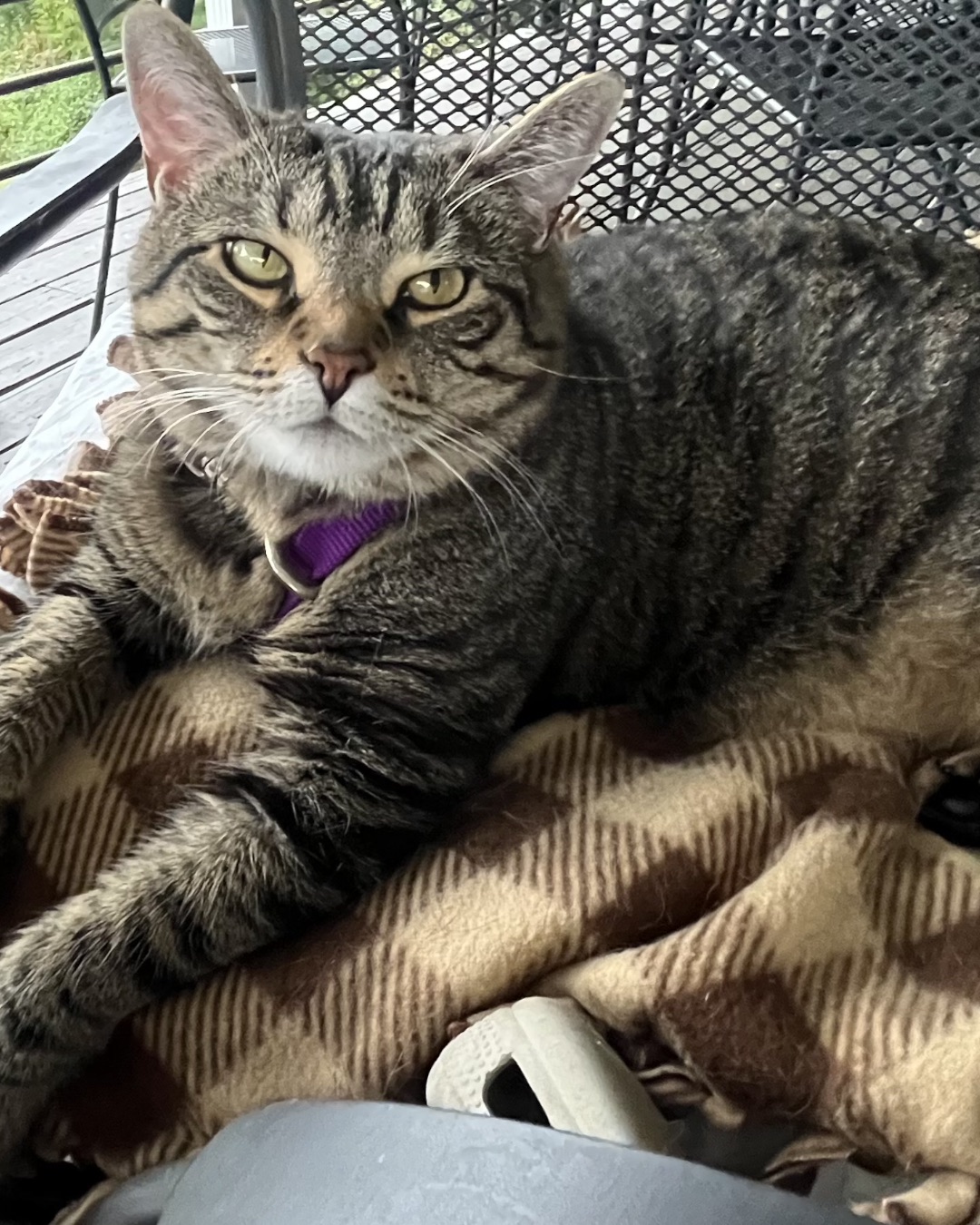 Airella. Abyssinian, Cat