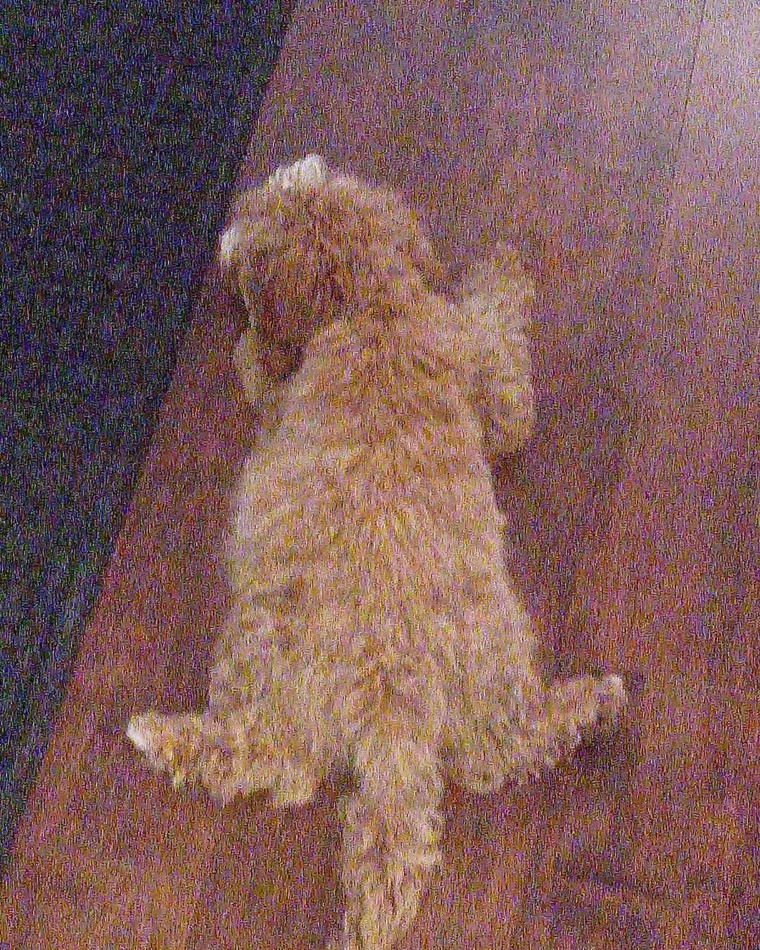 Bruno. Dog, Puppy, Wood, Hardwood, Bear, Floor