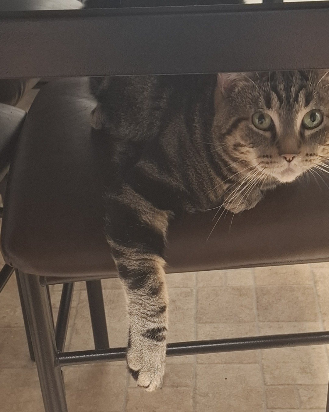Hermes the taby. Furniture, Cat, Chair