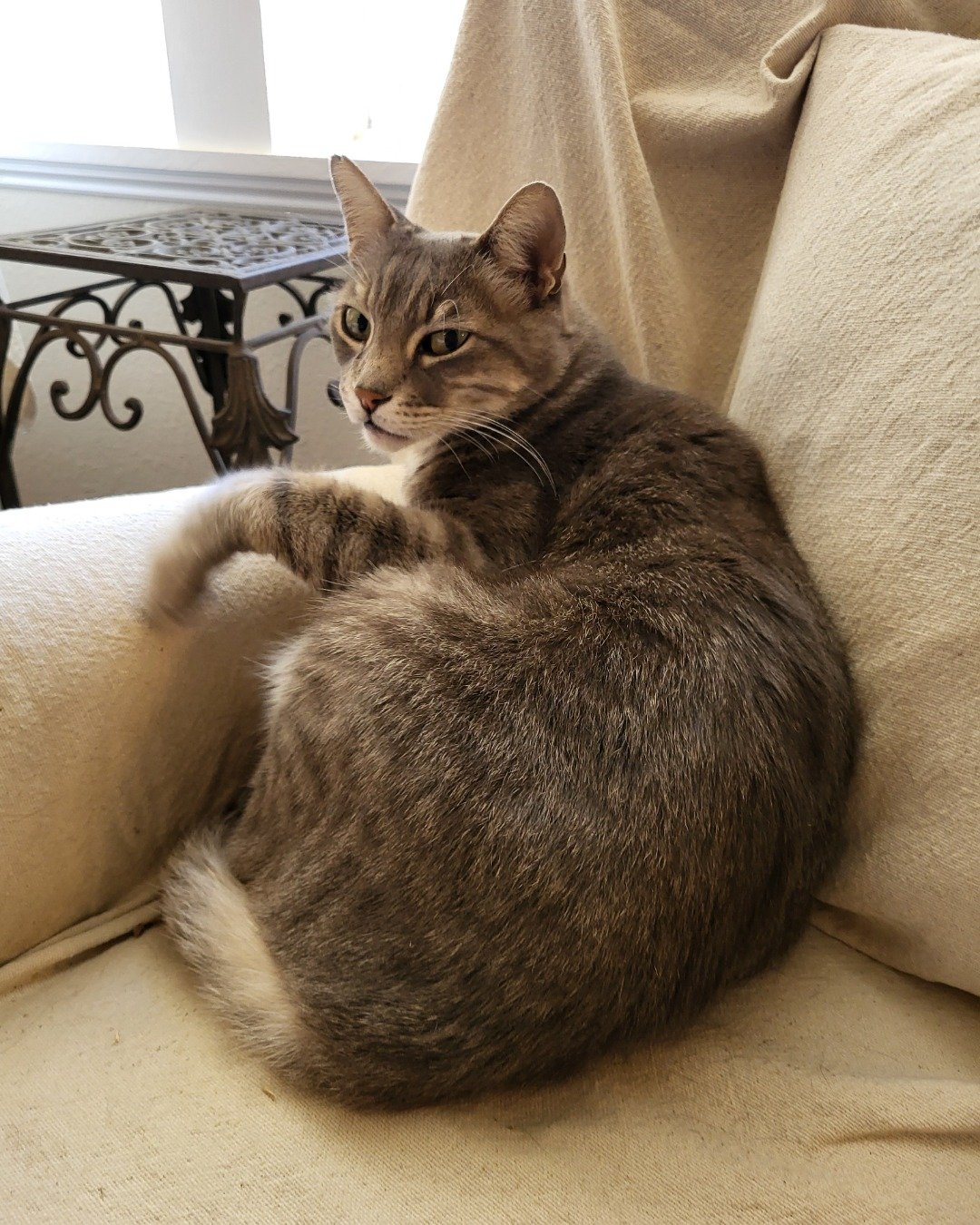 Jack the Tabby. Couch, Furniture, Cat, Abyssinian, Kitten