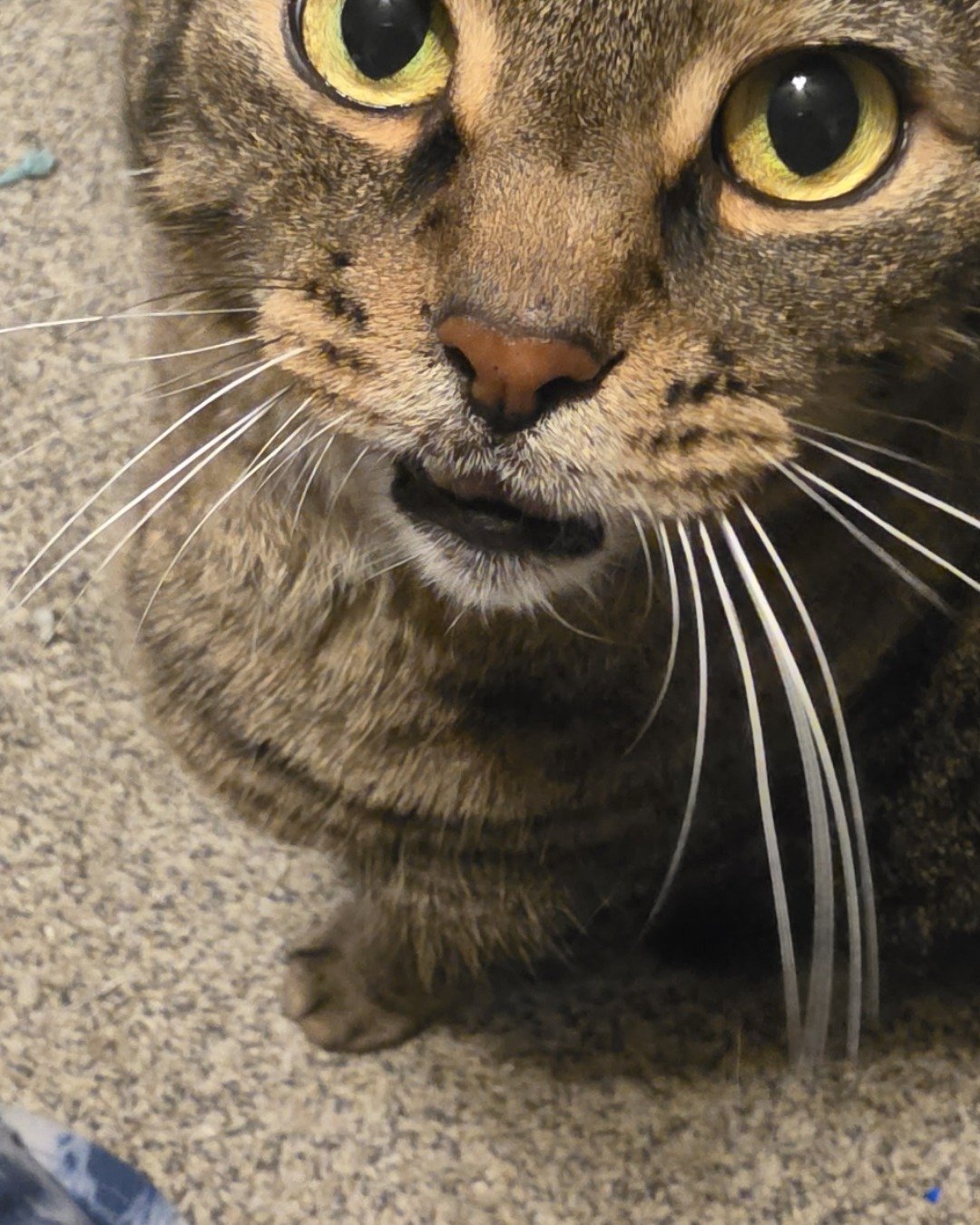 Rick. Abyssinian, Cat