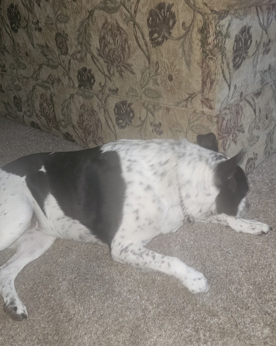 Spring the Queensland Heeler/black lab. Dog, Puppy