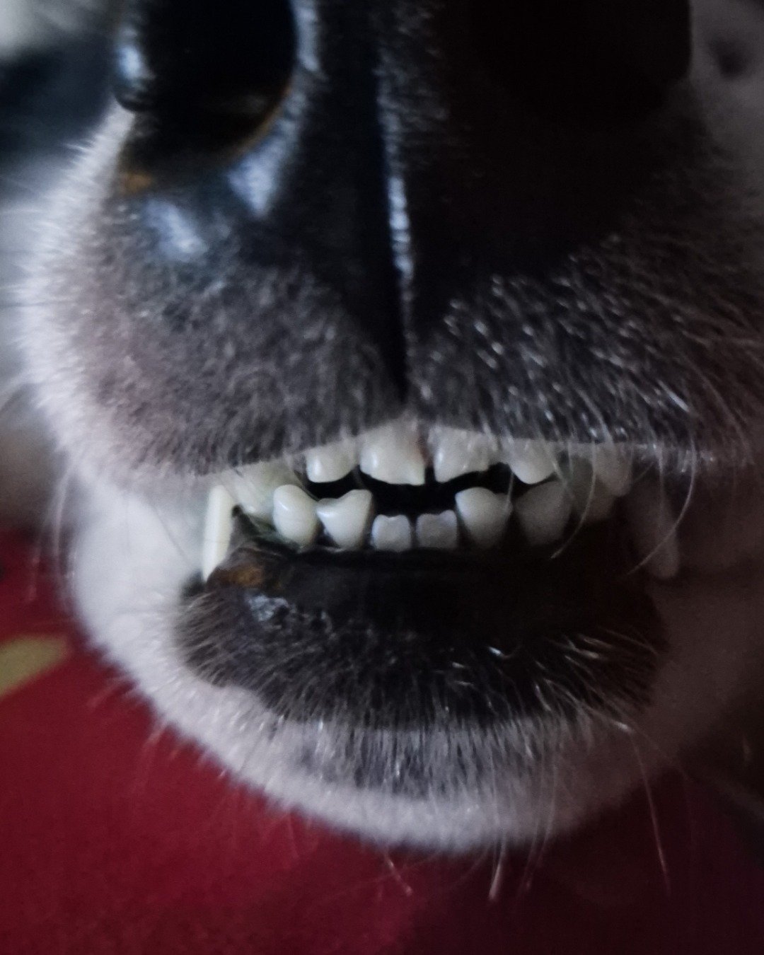 Tasha the Husky/wolf. Body Part, Mouth, Person, Teeth, Snout, Cat