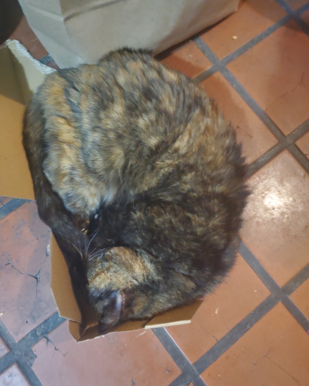 clover569 the guinea pig. Box, Cat, Floor