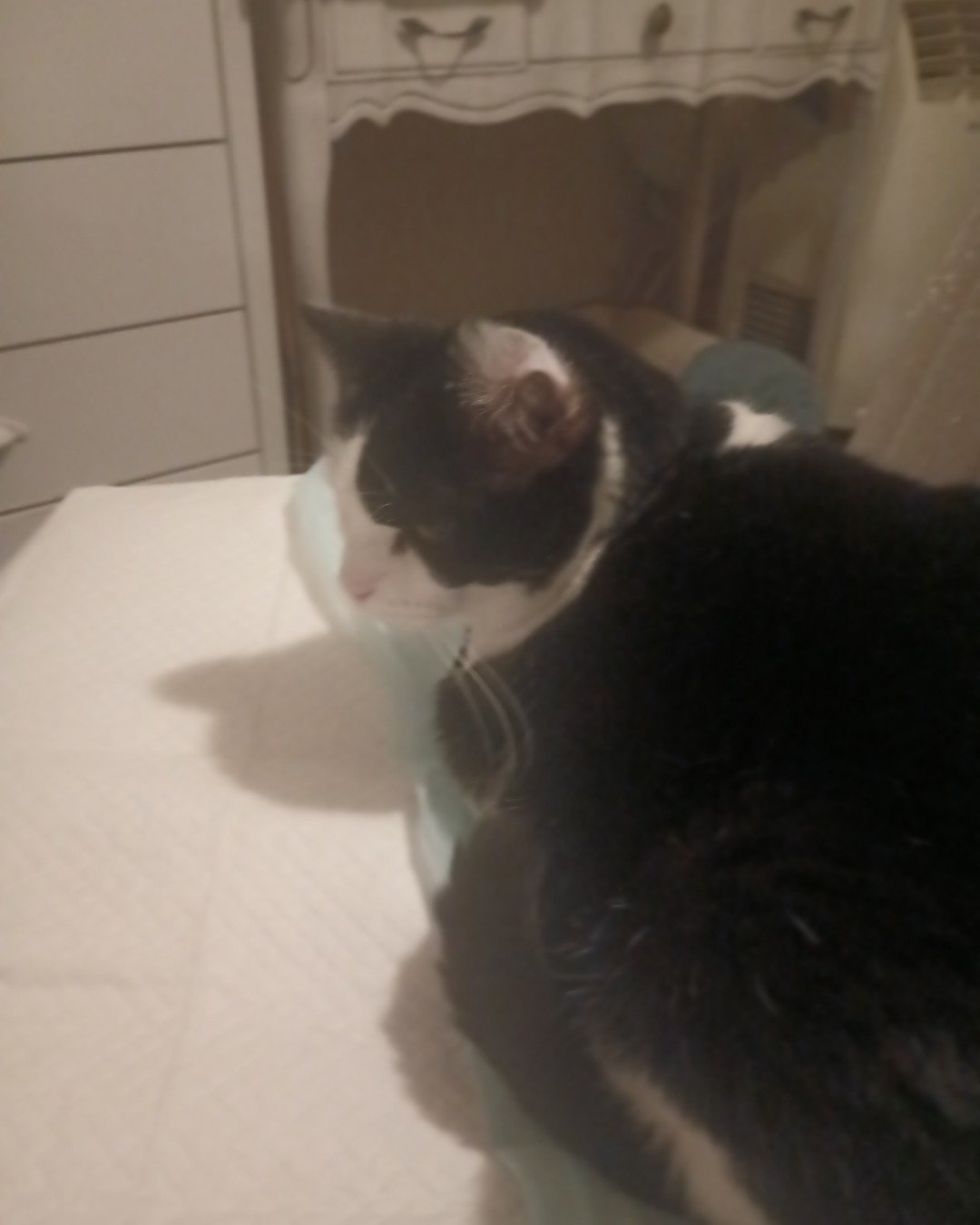 Zeke the Tuxedo. Drawer, Furniture, Cat, Indoors, Table