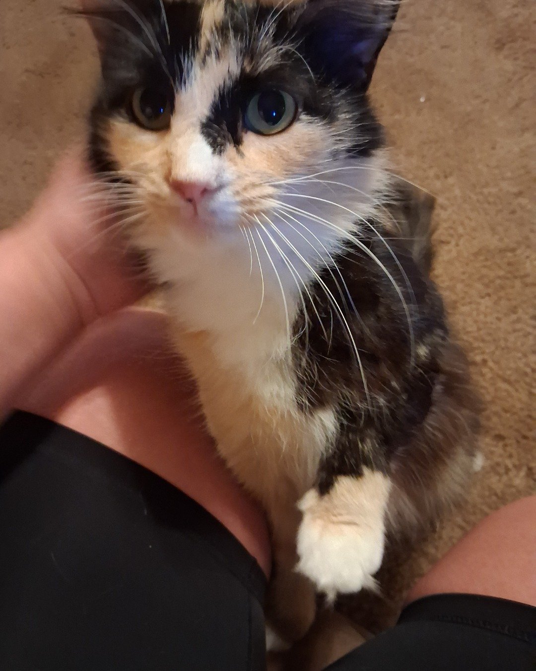 chico the tortoise calico. Cat, Kitten, Manx