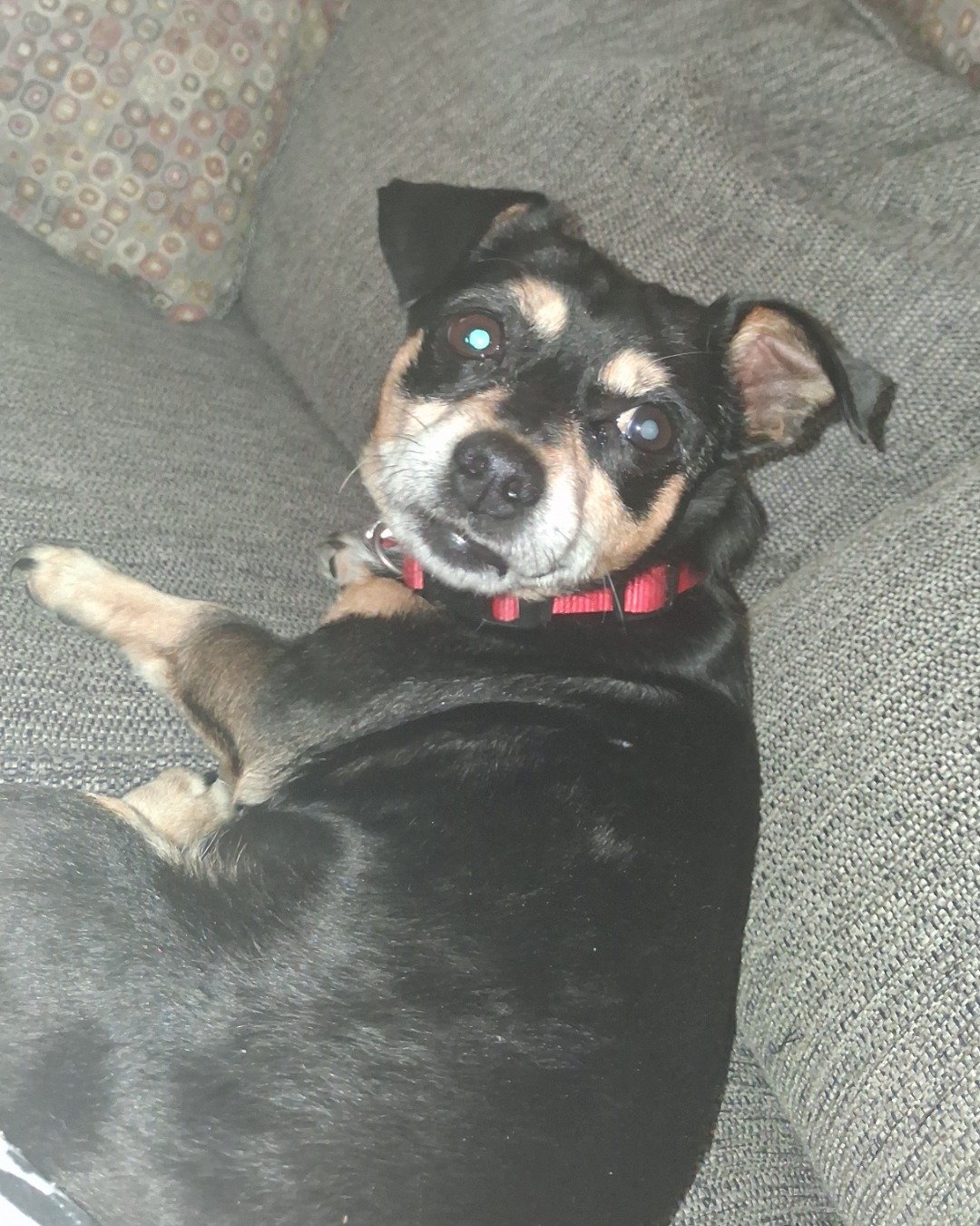 Turbo the Miniature pinscher. Dog, Puppy, Hound, Couch, Furniture, Chihuahua