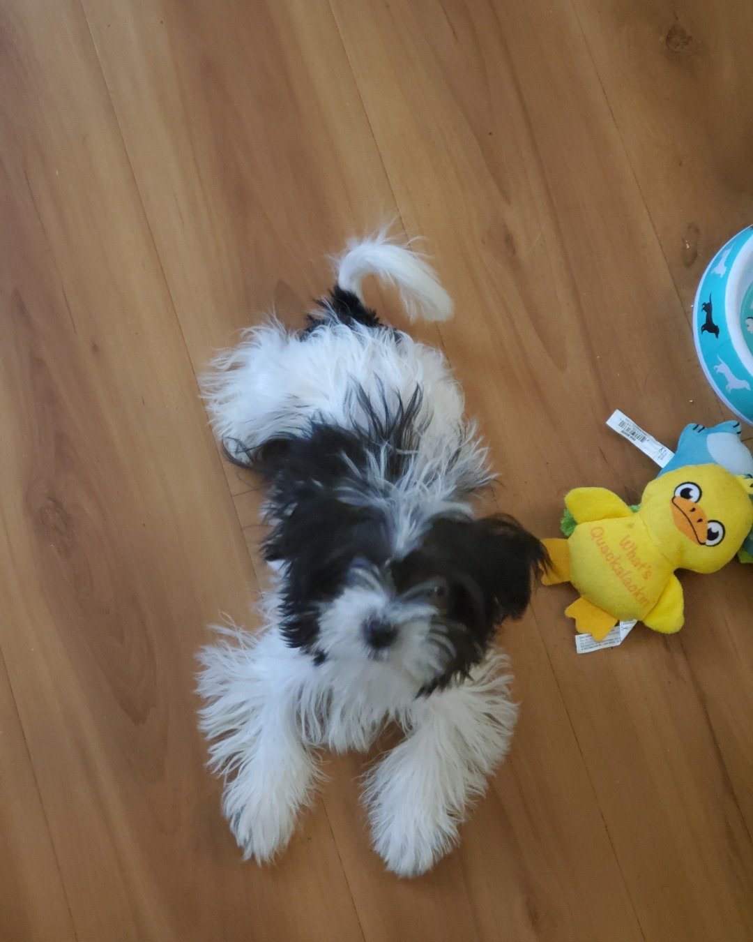 Noodle the Shih Tzu and Poodle mix. Dog, Puppy, Wood, Hardwood, Floor, Flooring