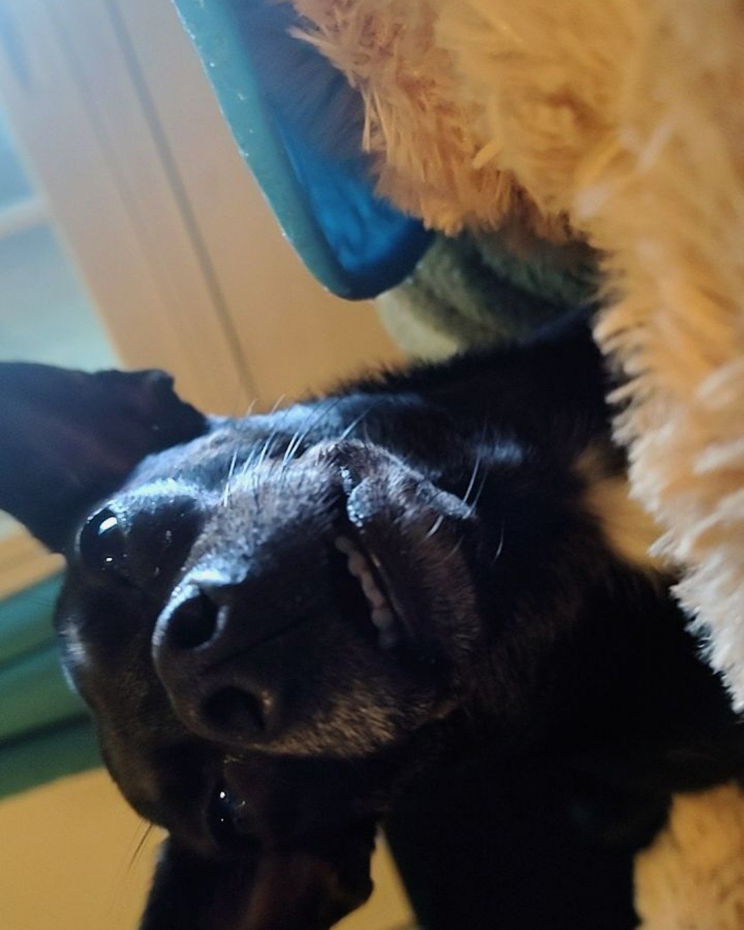 Lumos. Dog, Puppy, Hound
