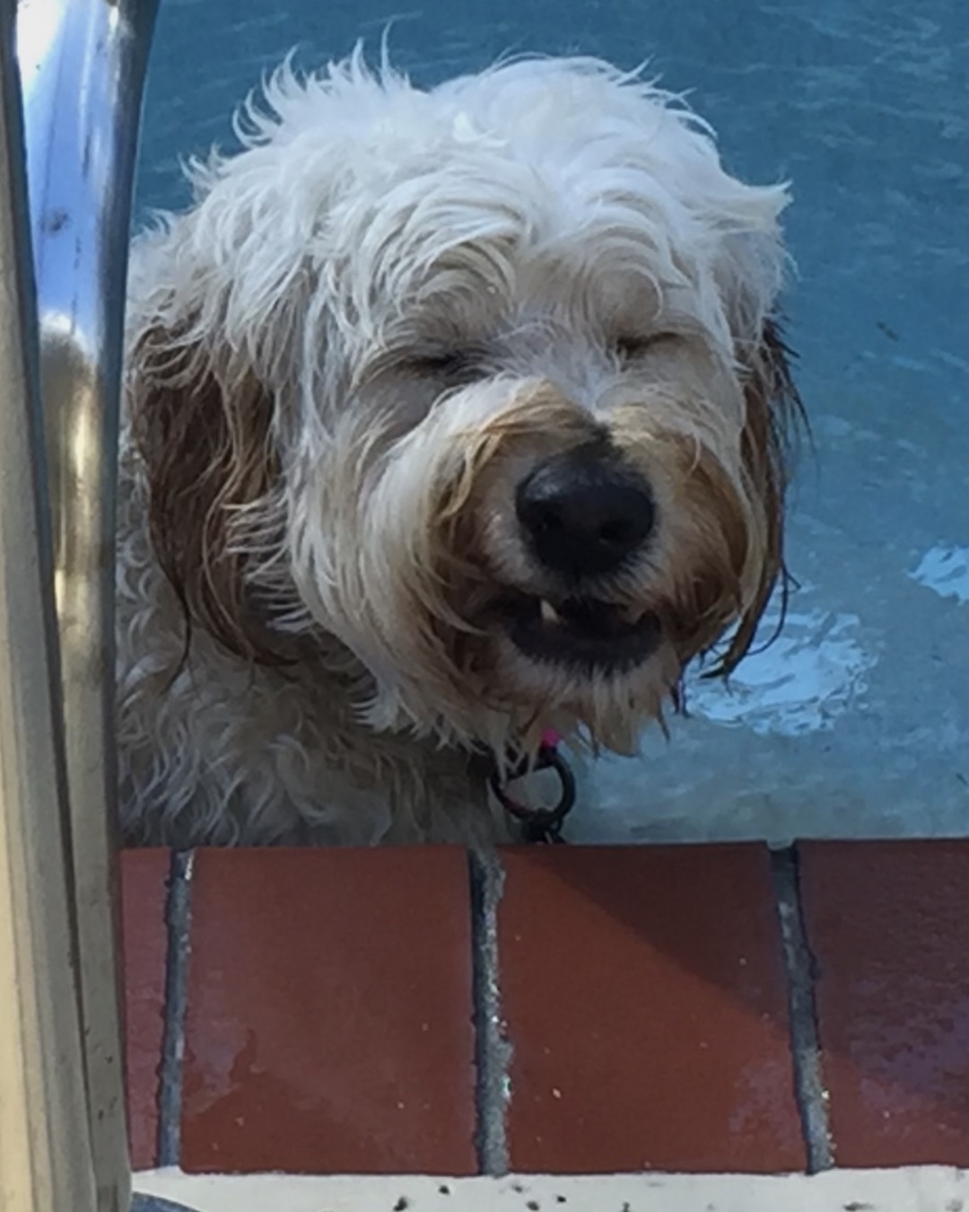 Bria the Goldendoodle