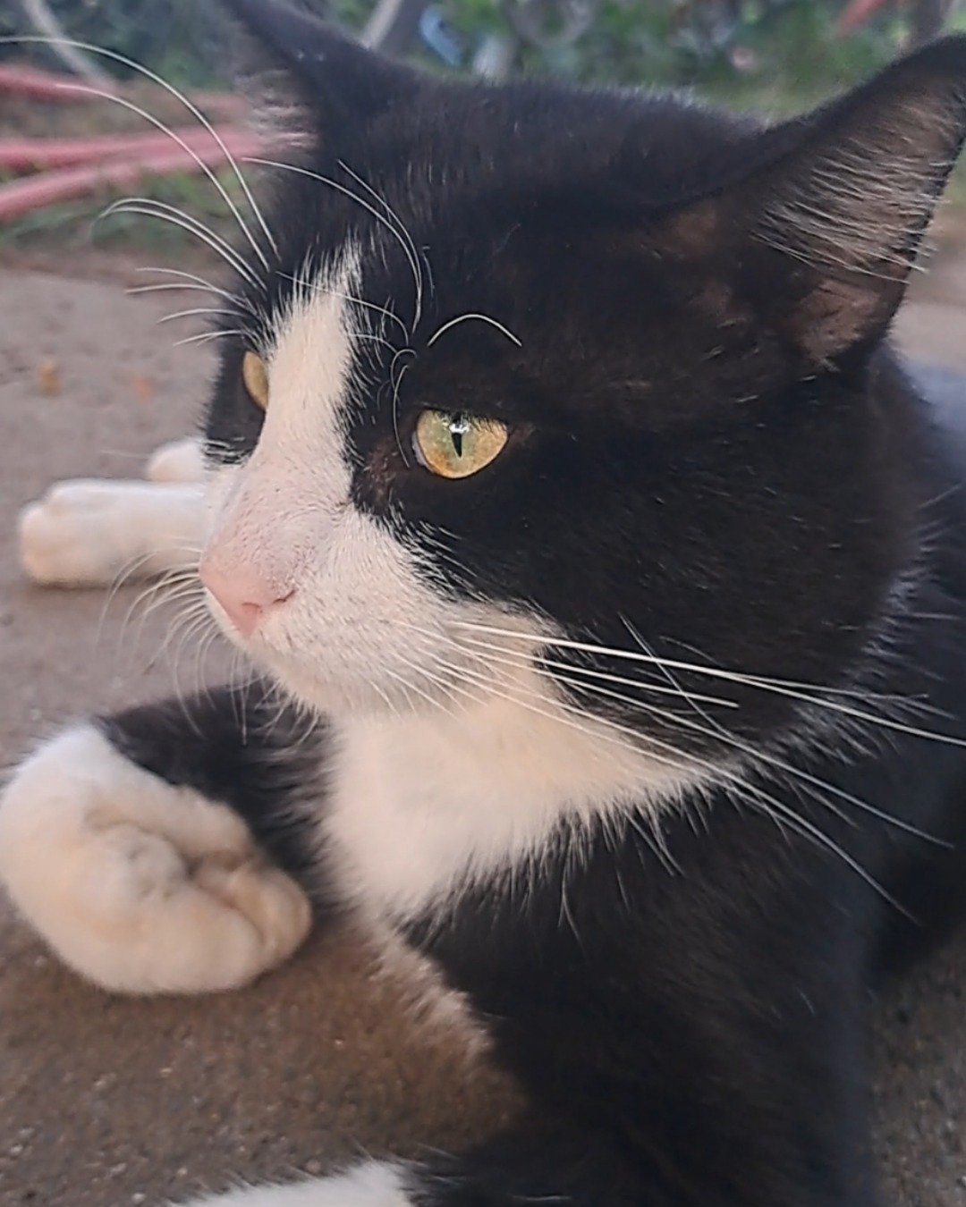 Bear the Bobtail. Cat, Kitten