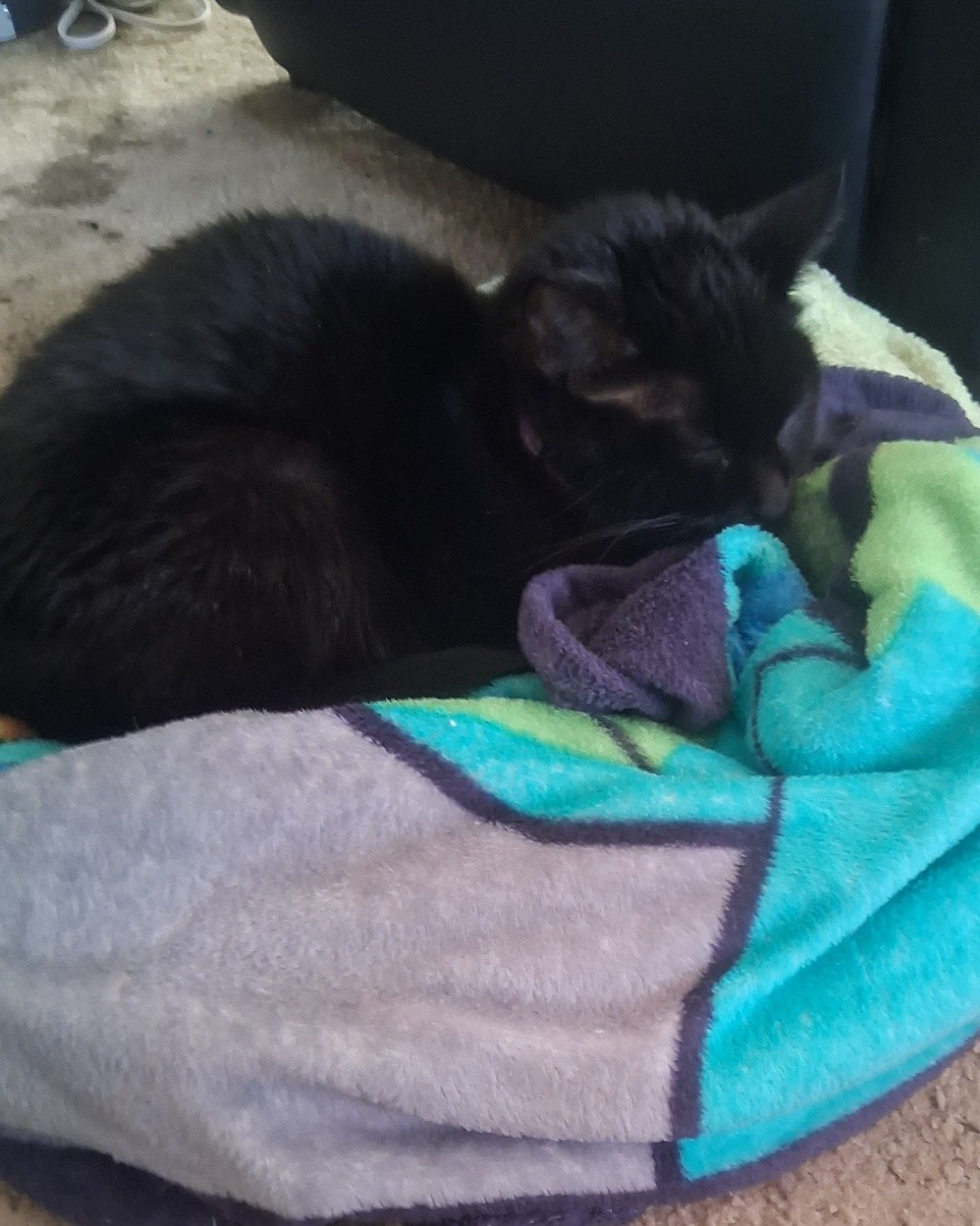 onyx. Blanket, Cat