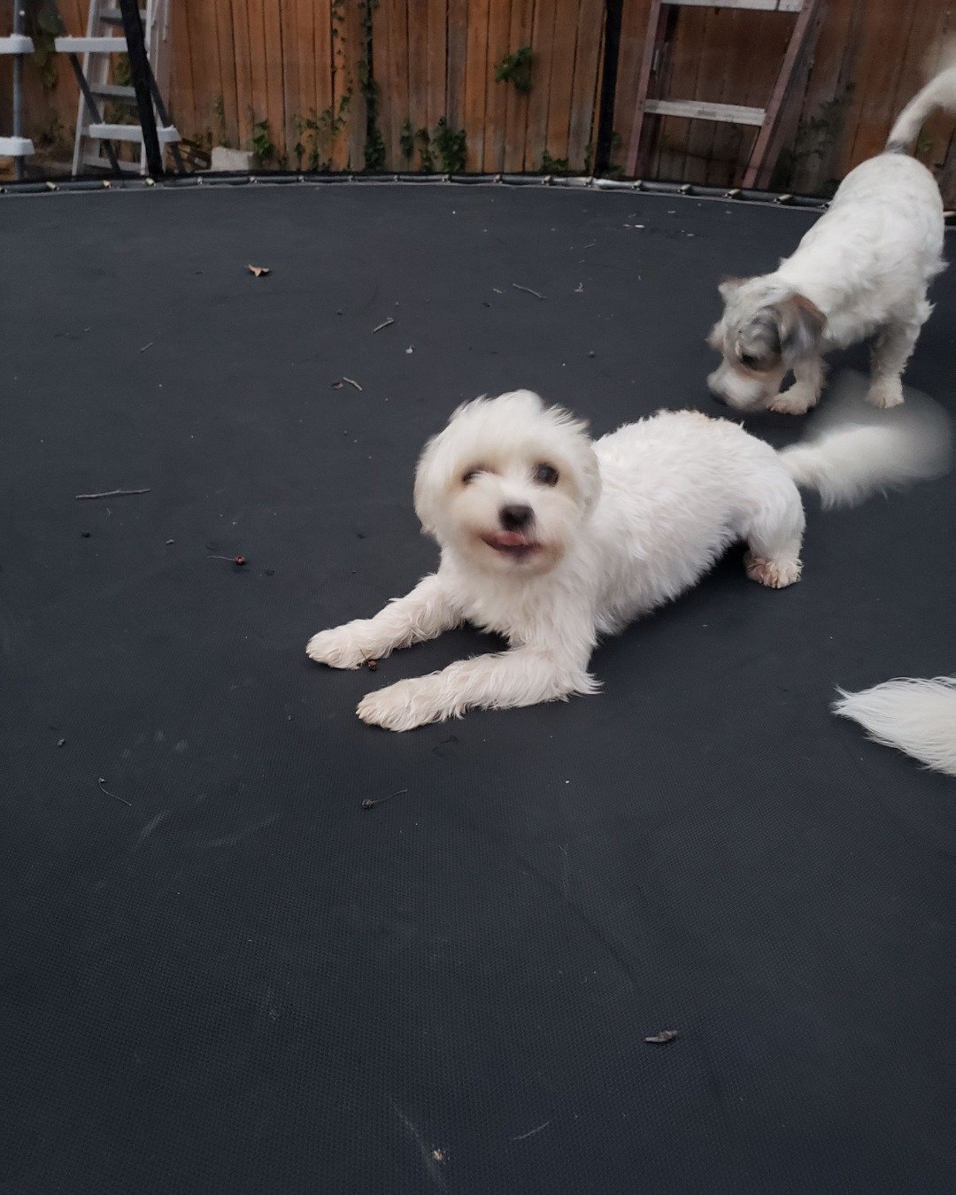 candy!🍭🍬. Dog, Puppy, White Dog, Slate, Floor, Eskimo Dog