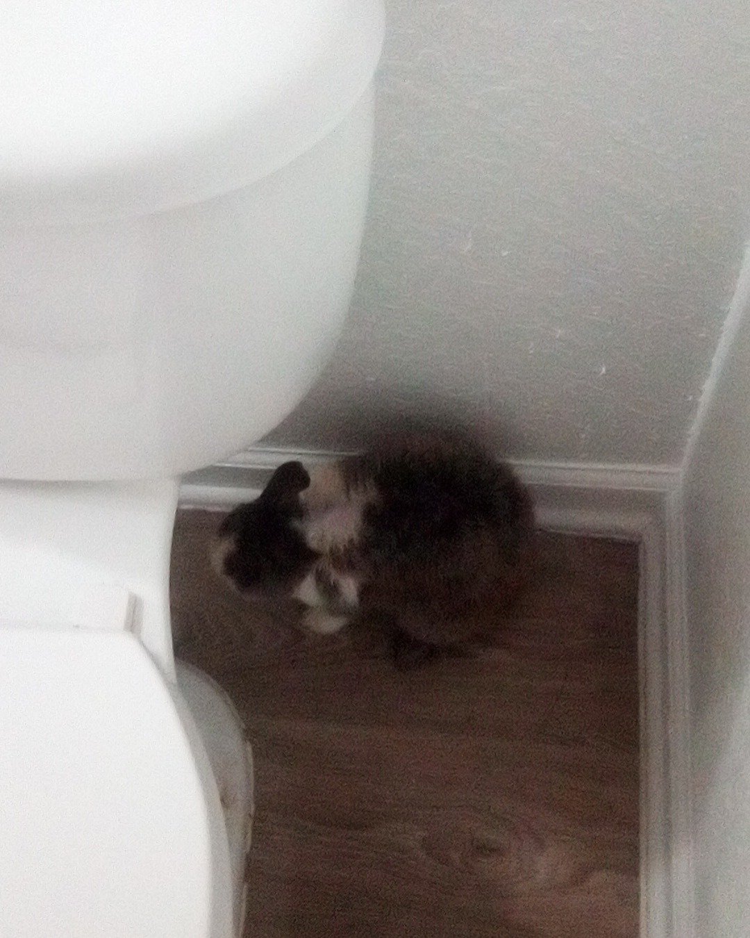 stormy the Dutch dwarf rabbit. Indoors, Cat, Wood, Bathroom, Room, Toilet