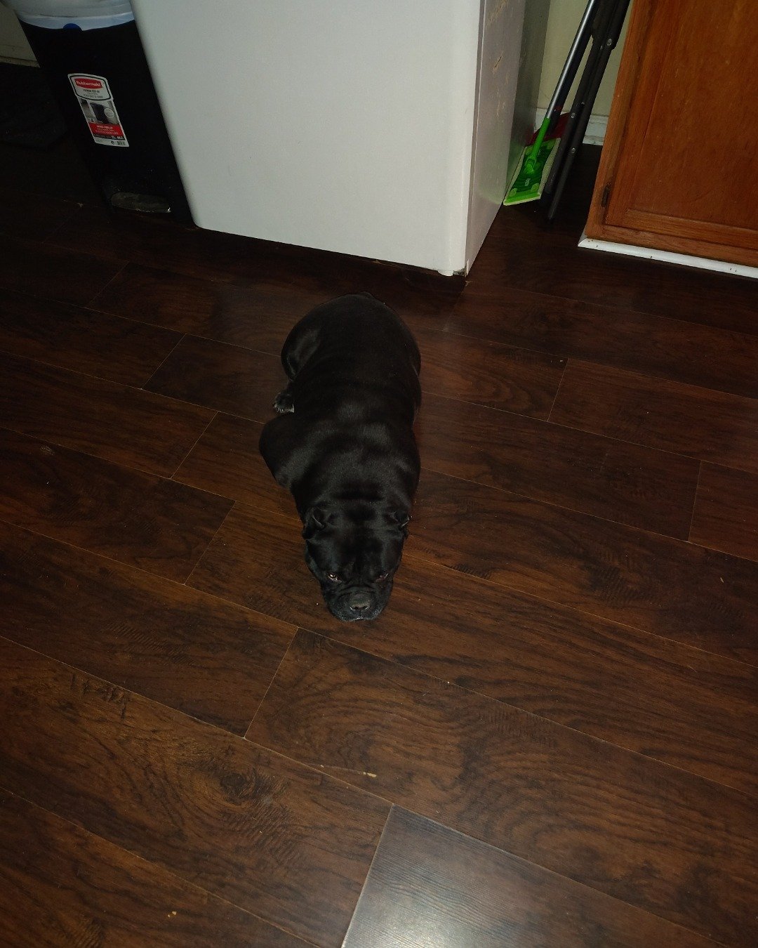 Ace the Bullie. Floor, Flooring, Wood, Hardwood, Dog, Puppy