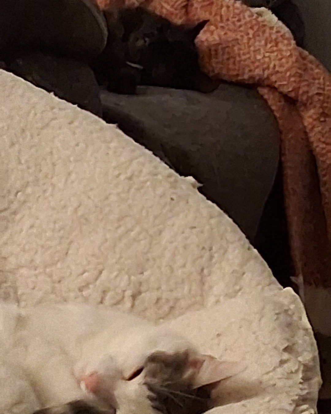 Little Dude the Unsure. Couch, Furniture, Cat