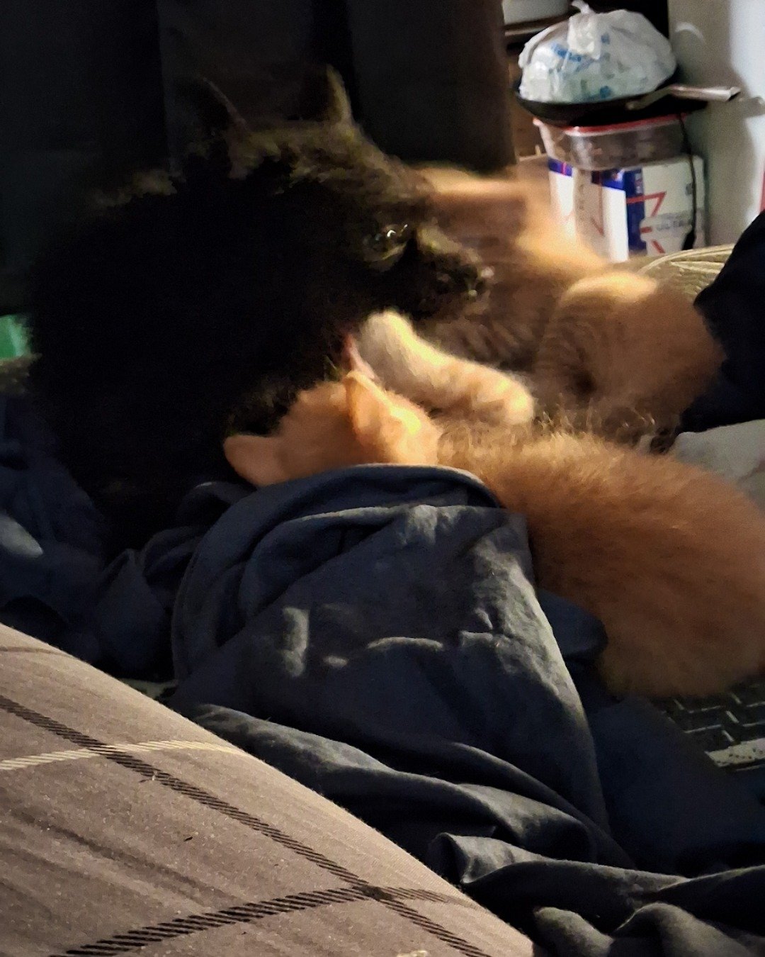 Jeep and Wrangler. Couch, Furniture, Person, Sleeping, Cat, Kitten
