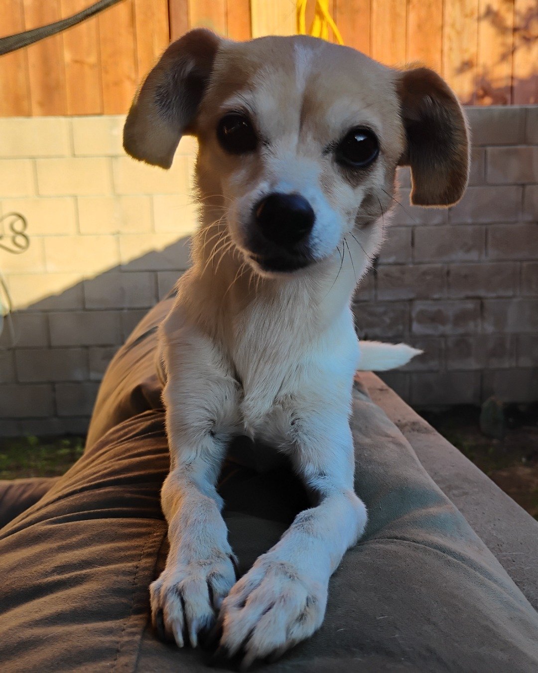 Princess the Chihuahua. Dog, Puppy, Chihuahua, Hound