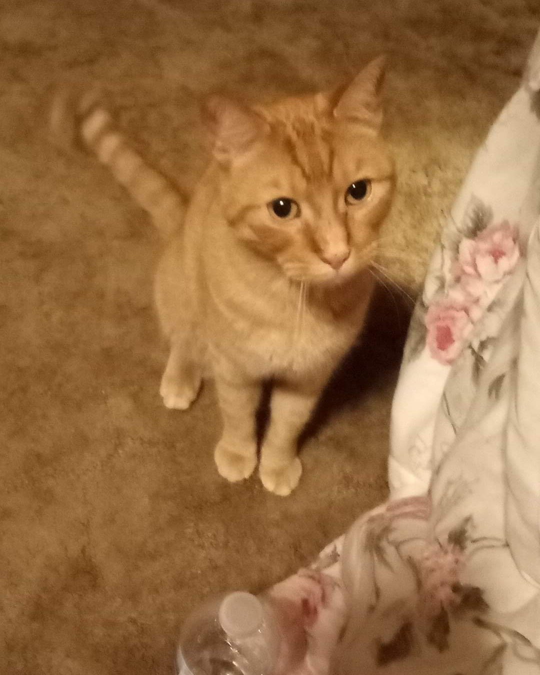 Tiger the tabby. Cat, Kitten, Abyssinian