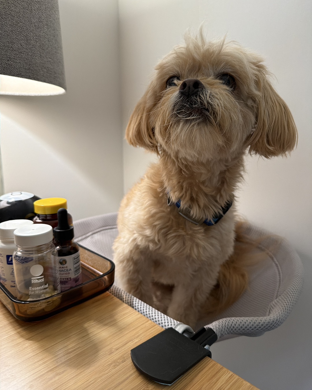 Chewie the Peekapoo — Lamp, Dog, Puppy, Jar, Furniture