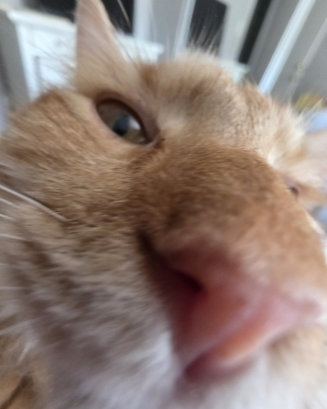 Jean-Luc the Orange Domestic Longhair. Cat