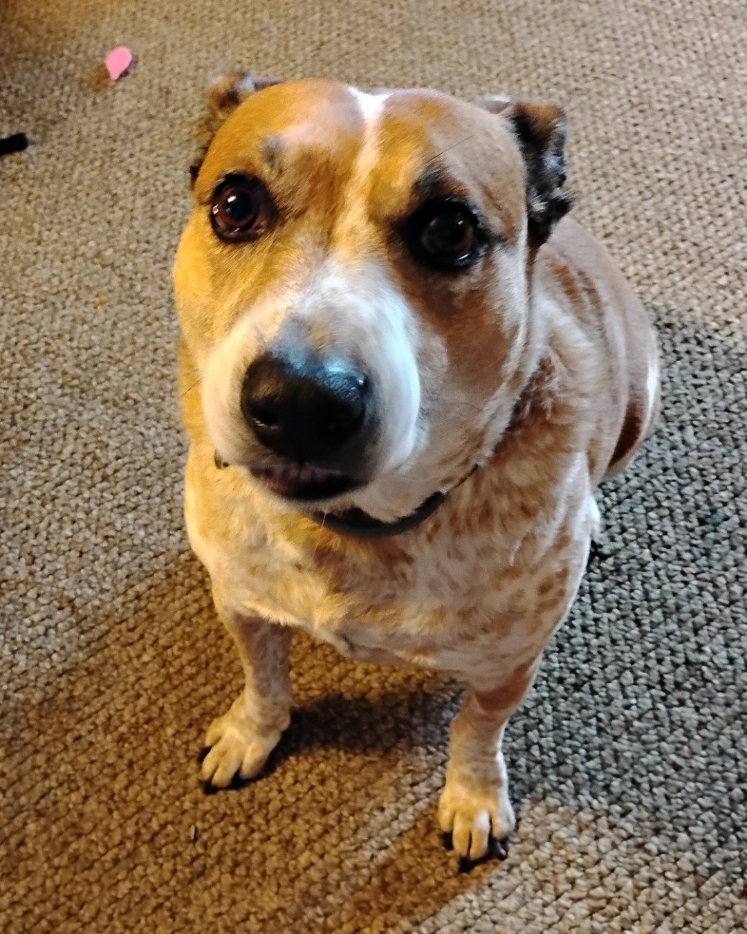 Turbo the Red heeler. Dog, Hound, Puppy