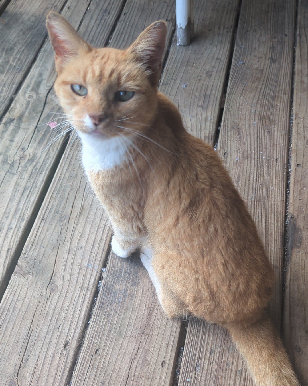 cute little nugget the Ginger. Wood, Hardwood, Cat, Abyssinian
