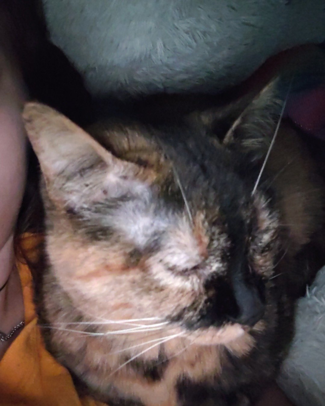 babu the turtleshell. Cat, Kitten