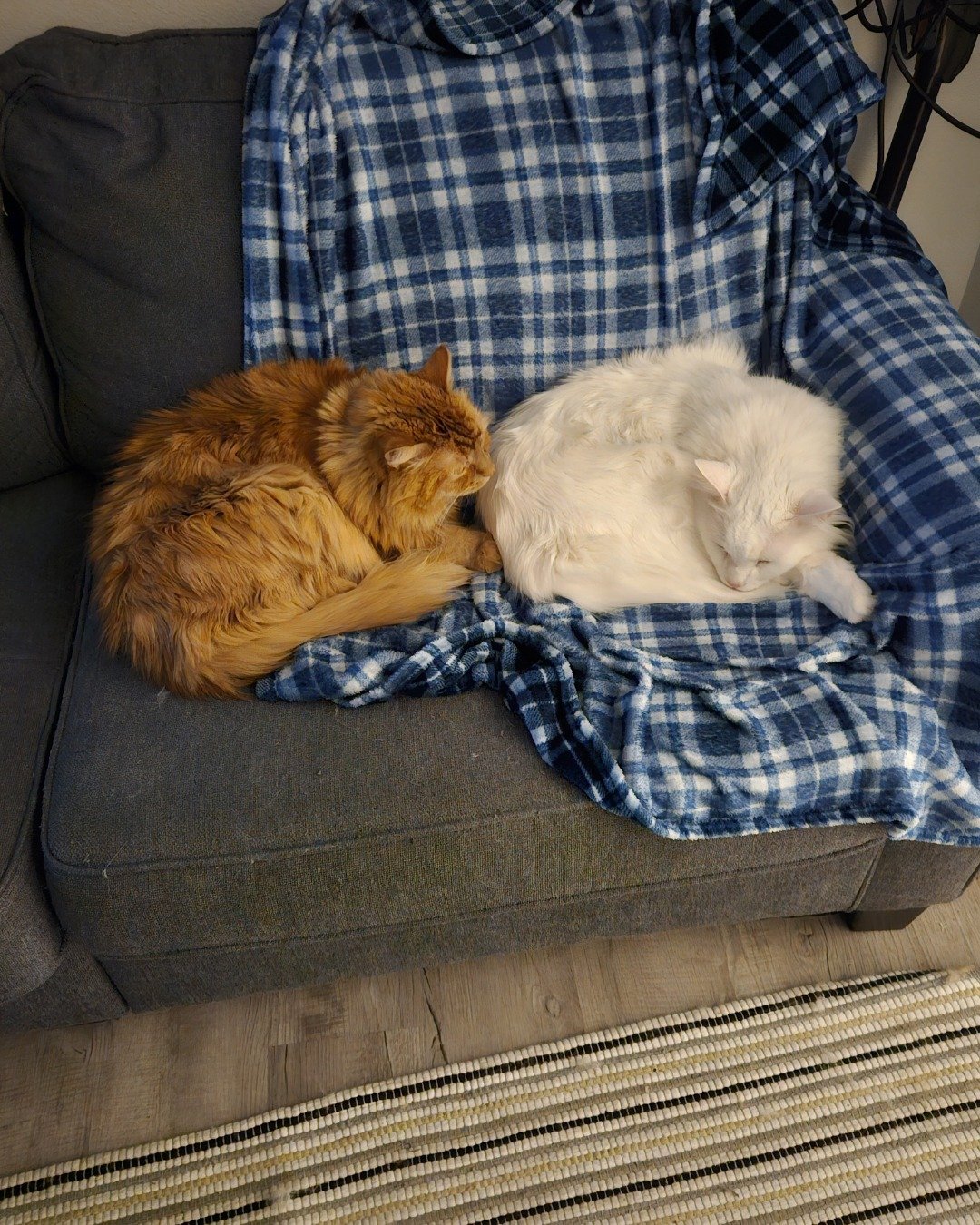 Smudge ( Orange ) And Marshmallow ( White ). Couch, Furniture, Chair, Cat, Home Decor, Person