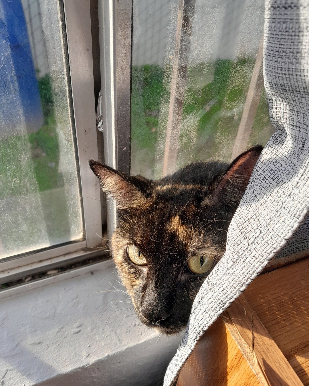 Royal the Tortoiseshell. Cat, Window, Windowsill