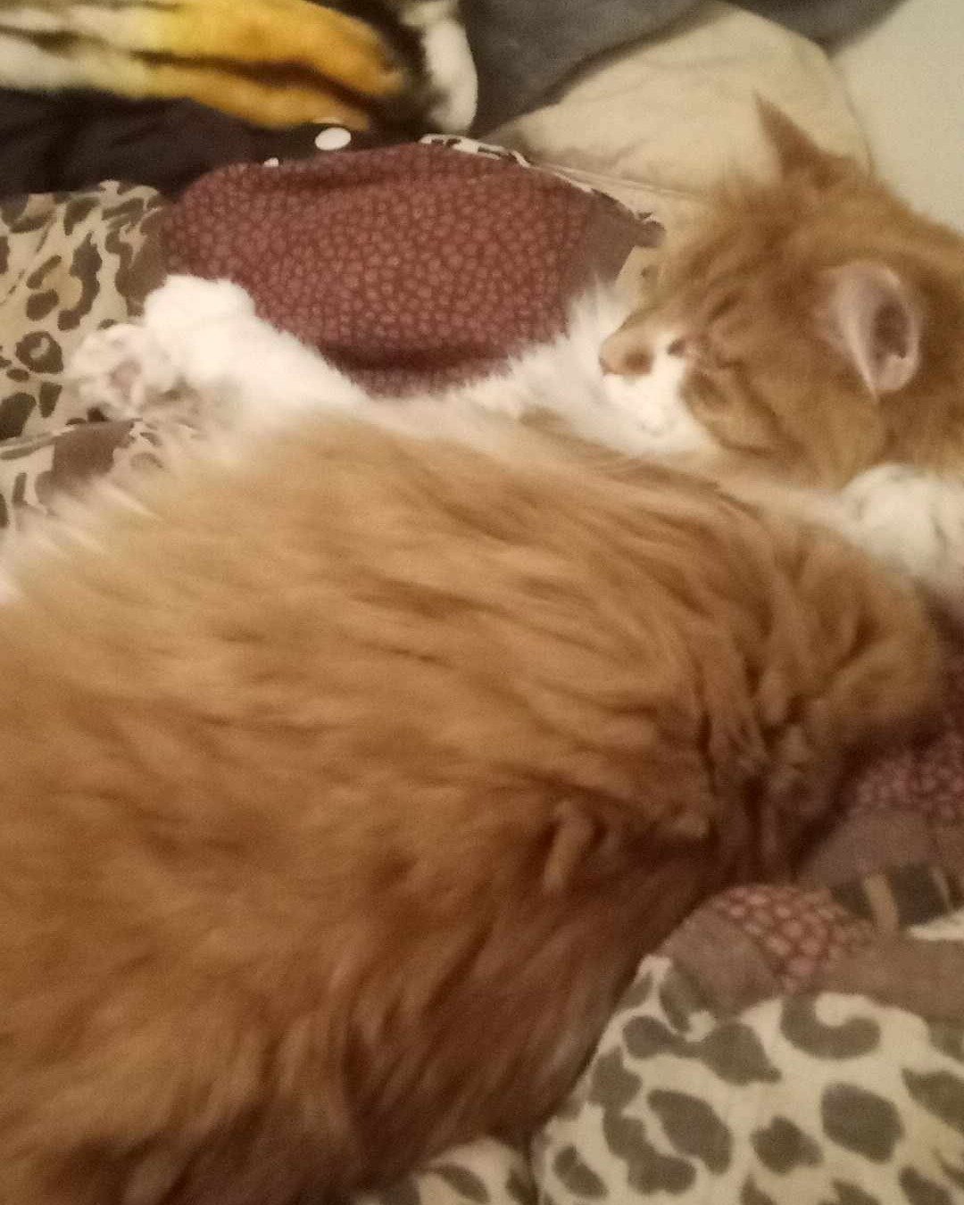 Lucky. Person, Sleeping, Cat, Kitten