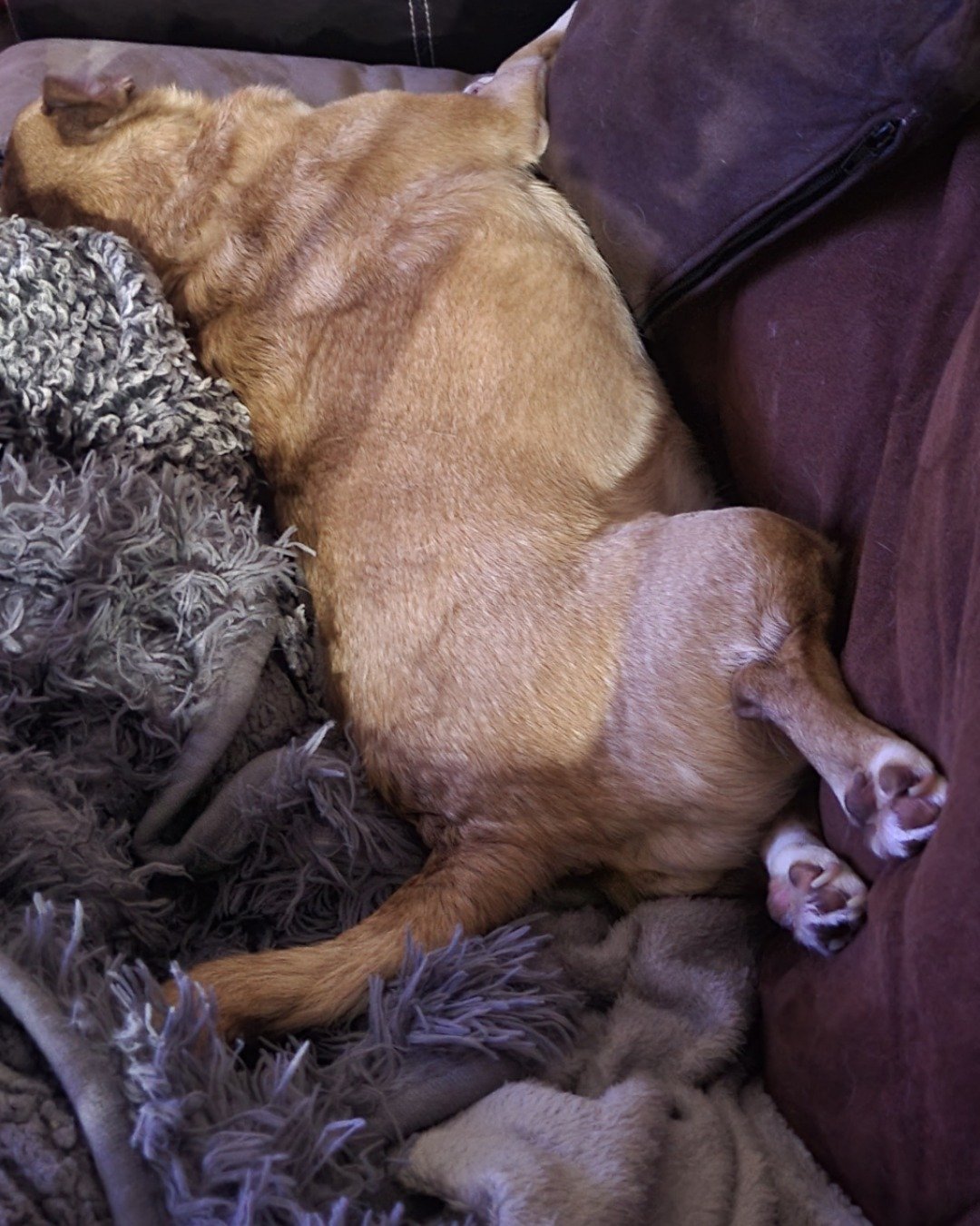 Momo the Chihuahua mix. Couch, Furniture, Person, Sleeping, Dog, Hound