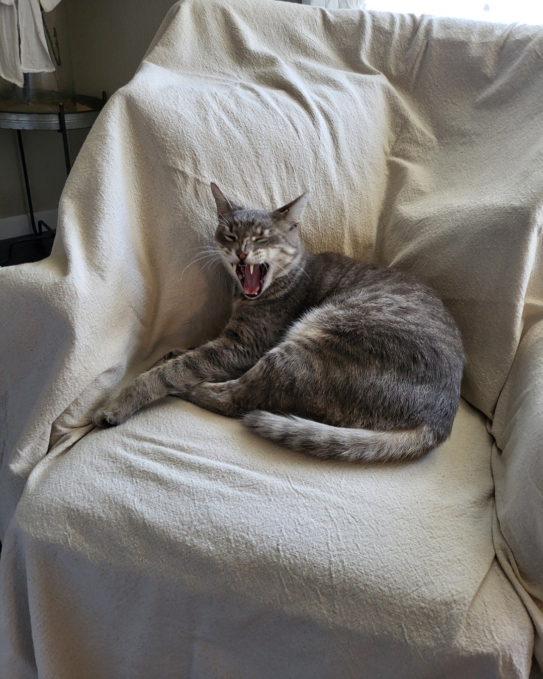 Jack the Tabby. Couch, Furniture, Cat, Chair, Home Decor, Cushion
