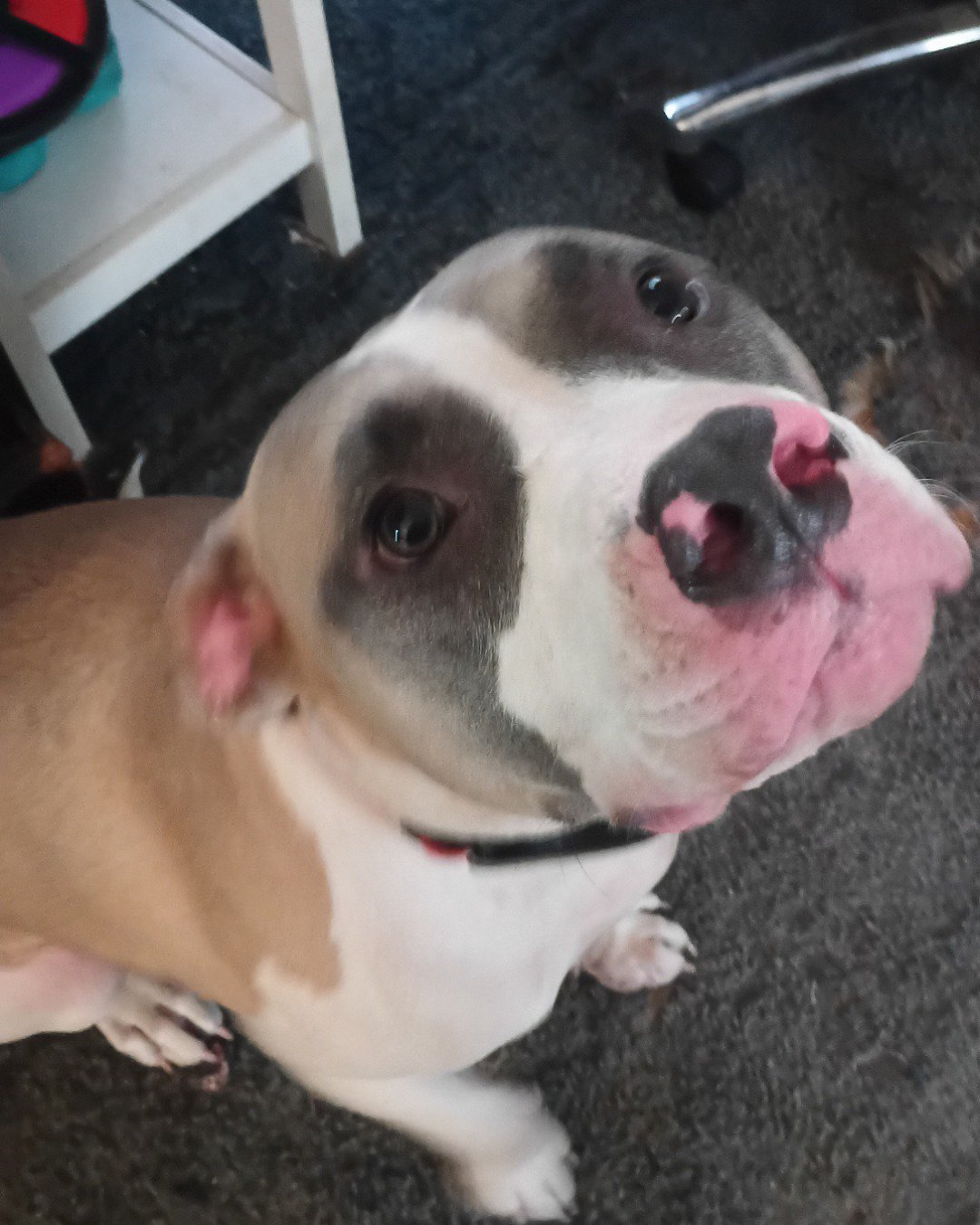 Drew and Raymond the Pitbull. Dog, Bulldog, Pitbull, Puppy, Boxer