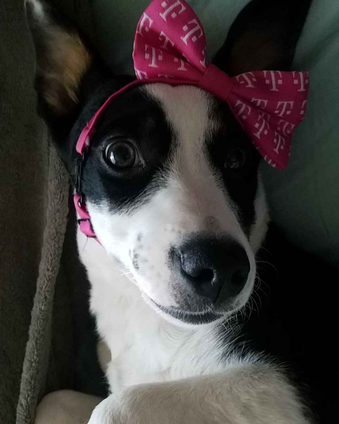 Midi the Aussie/ Blue Heeler. Dog, Puppy, Accessories, Formal Wear, Tie, Hound