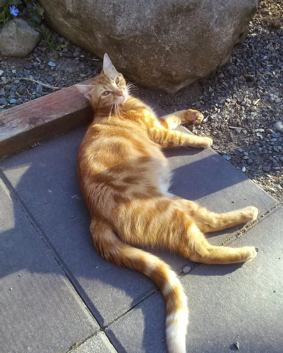 Thing the feral. Rock, Slate, Cat, Manx, Kitten, Path