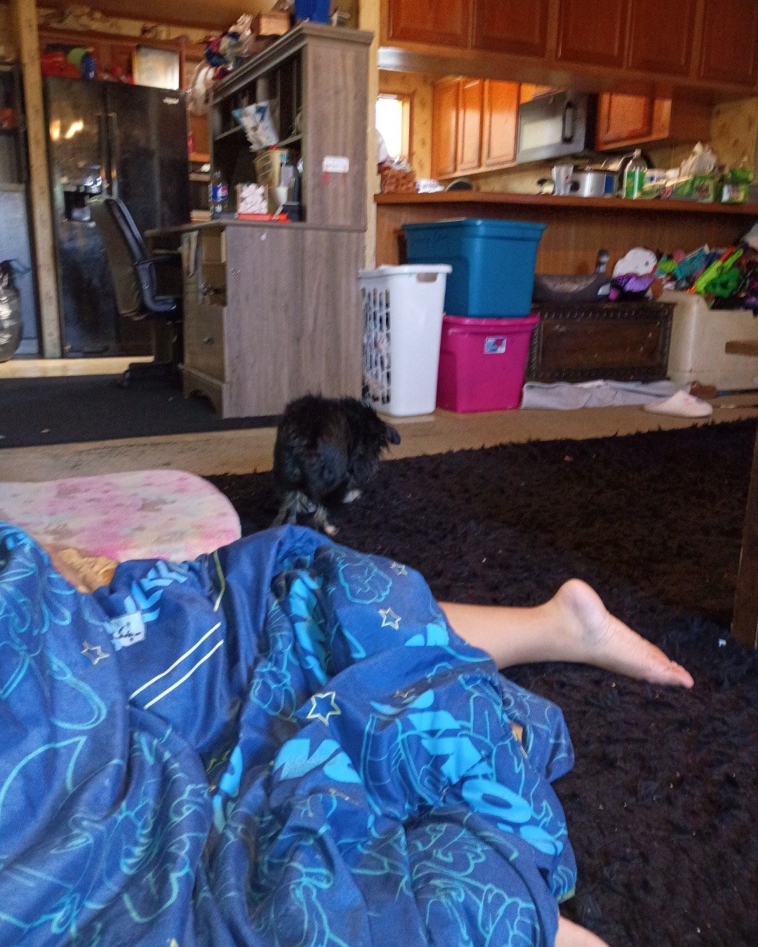 buddy the a teacup chihuahua. Box, Couch, Furniture, Chair, Cabinet, Dog