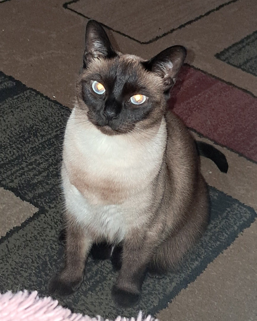 Luna🌙💫 (twin of Stella) the Siamese. Cat, Siamese