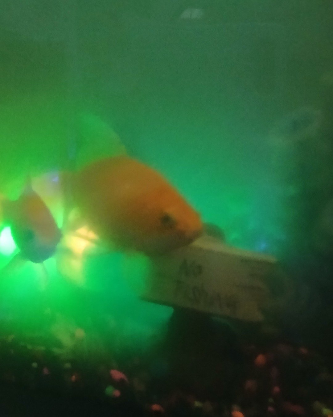 Stacy and spike. Aquatic, Water, Sea Life, Fish