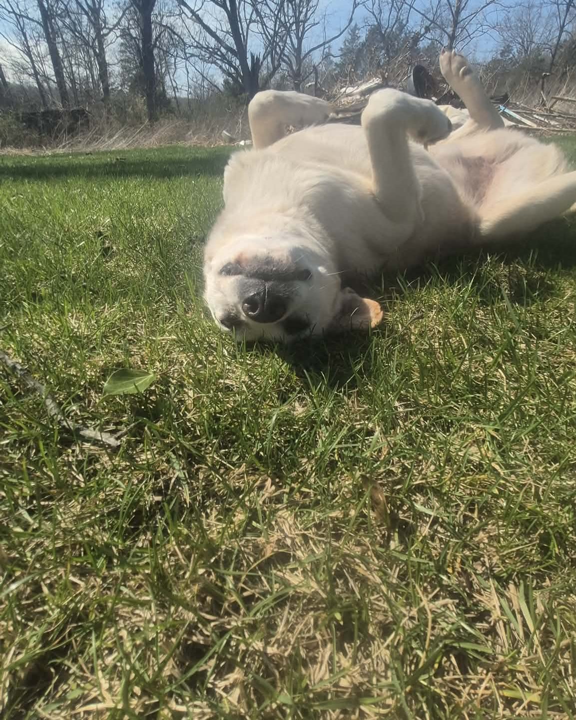 butterscotch the mutt. Grass, Plant, Vegetation, Dog, Puppy, Ball