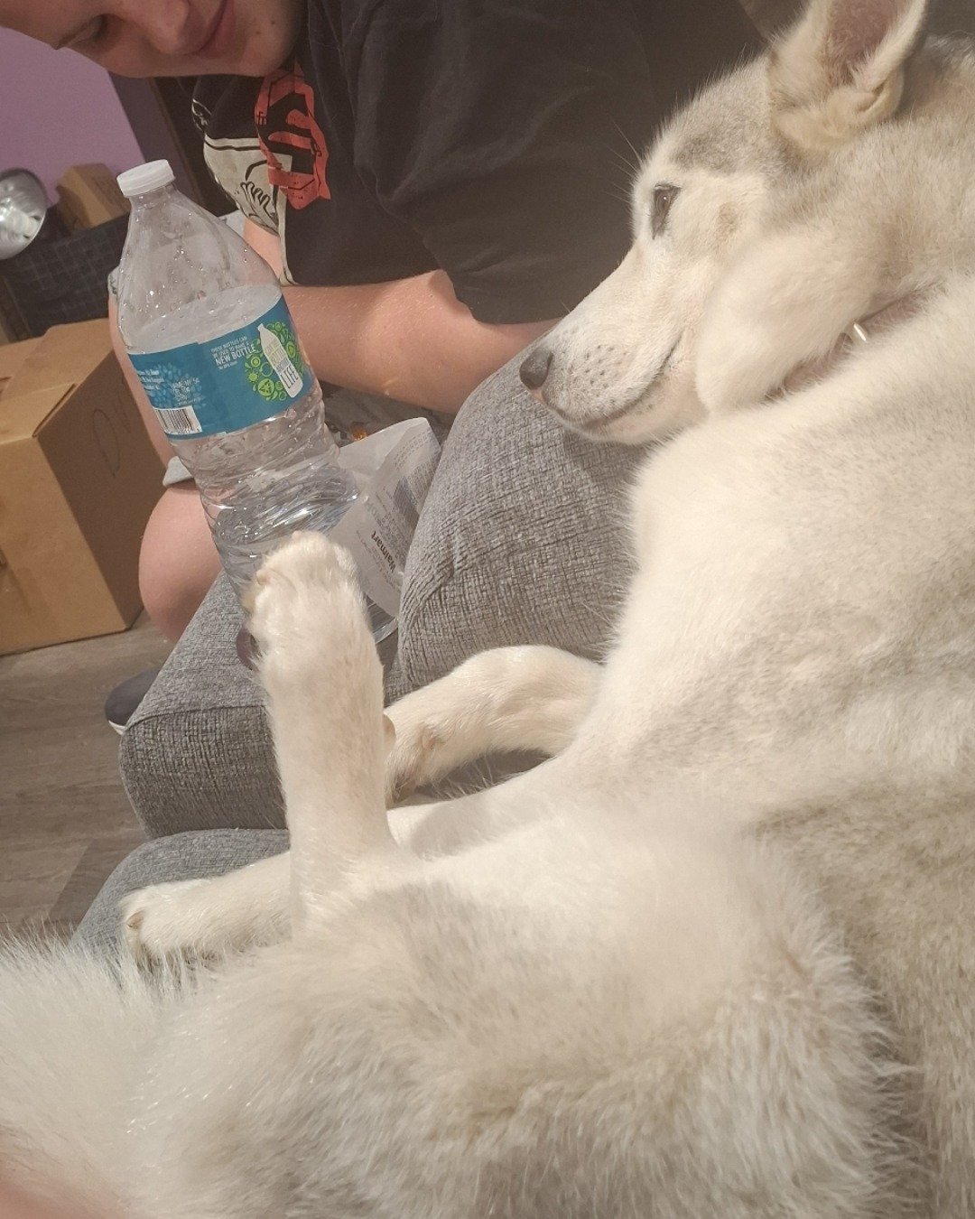Athena the husky. Dog, Husky, Couch, Furniture, Puppy, Bottle